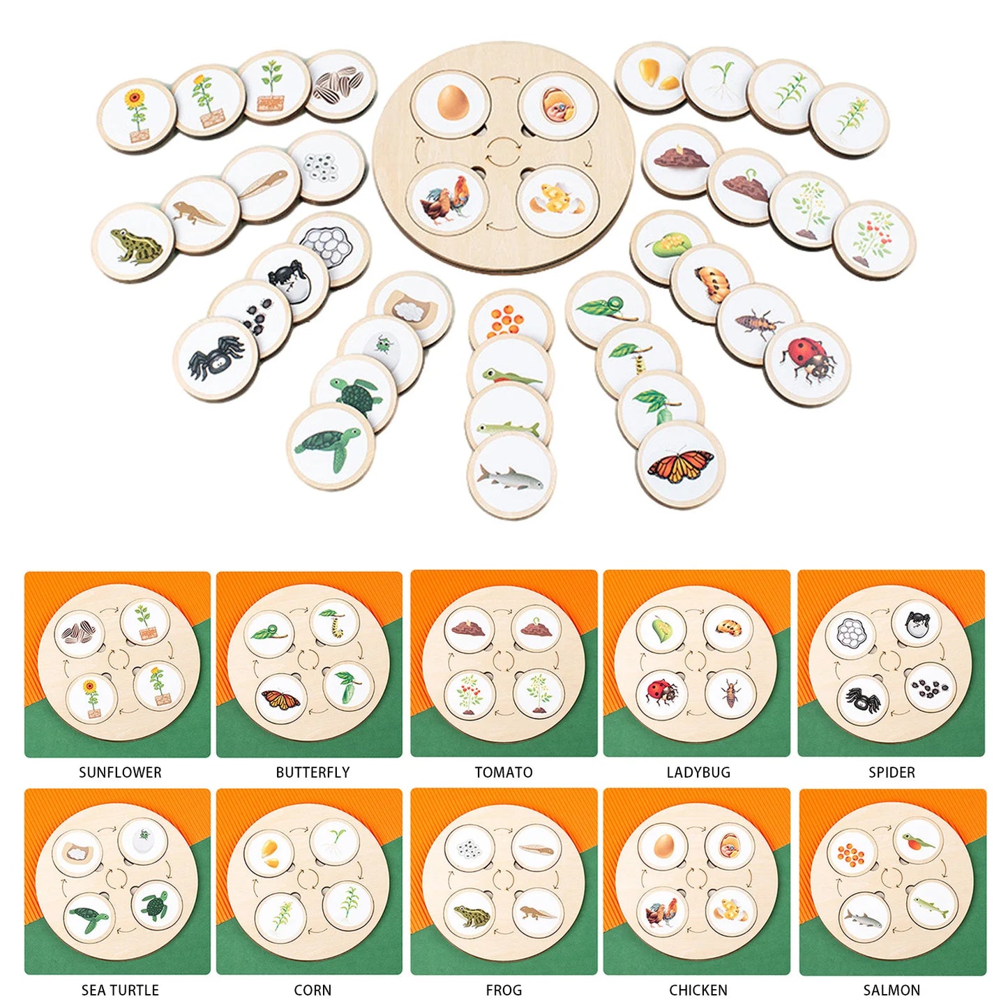 Wooden Life Cycle Puzzle