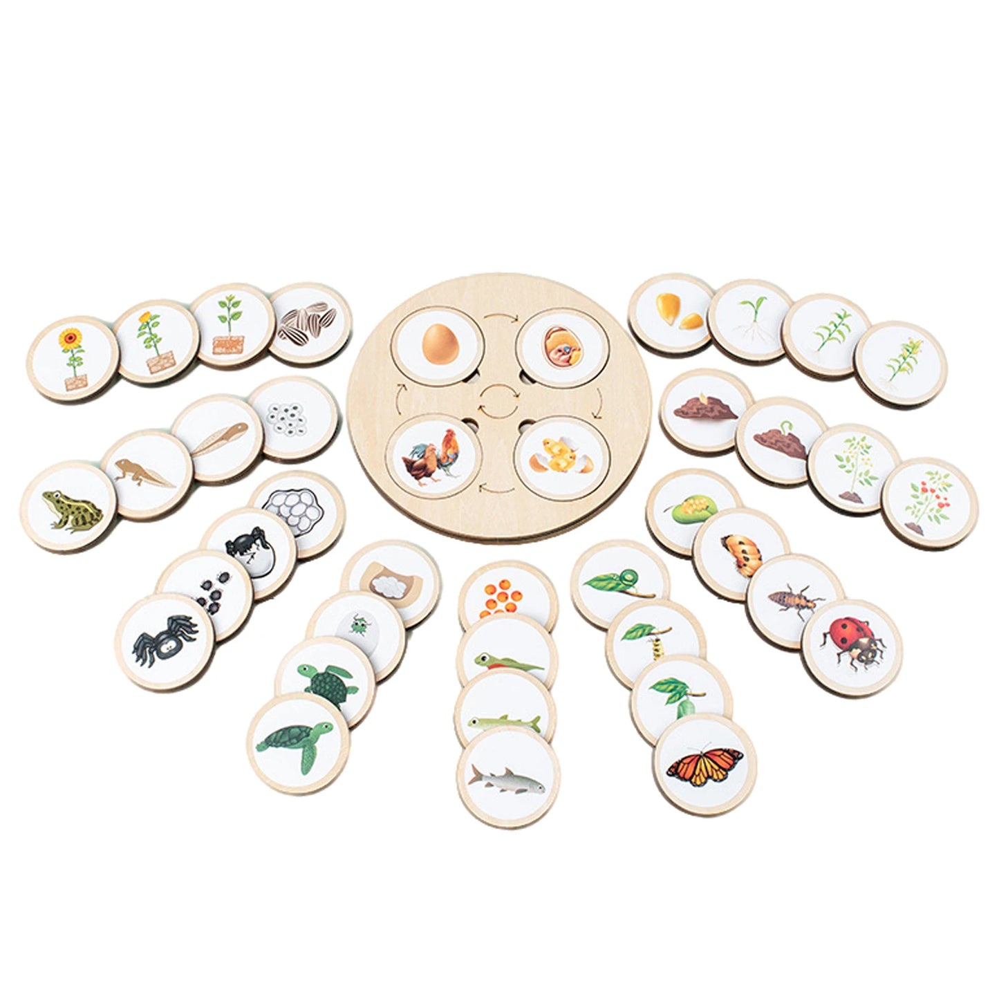 Wooden Life Cycle Puzzle