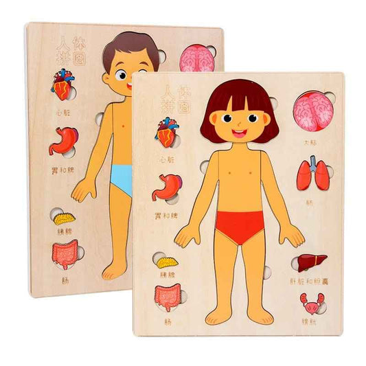 🧠 Montessori Human Body Puzzle Busy Board - JOYFULBLOCKS